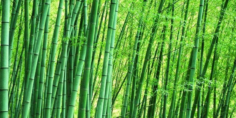 竹子的象征意义（探寻竹子的文化内涵）