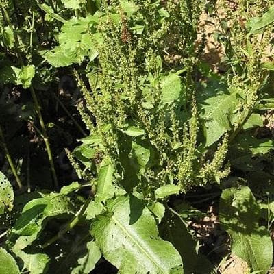 钝叶酸模：一种具有重要药用价值的植物