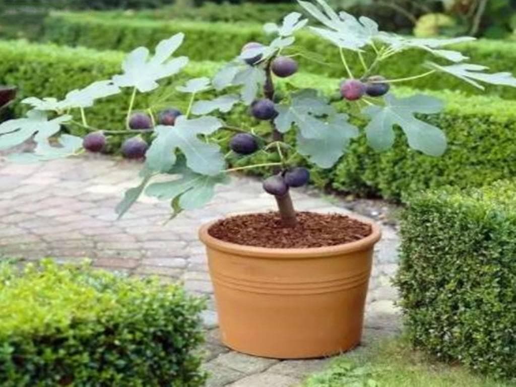 无花果几月栽种最好