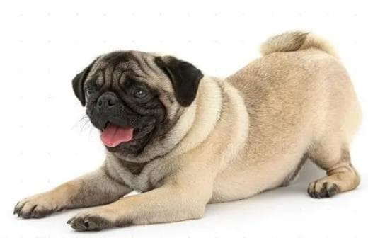 巴哥犬：体型短粗脸部褶皱的伴侣犬