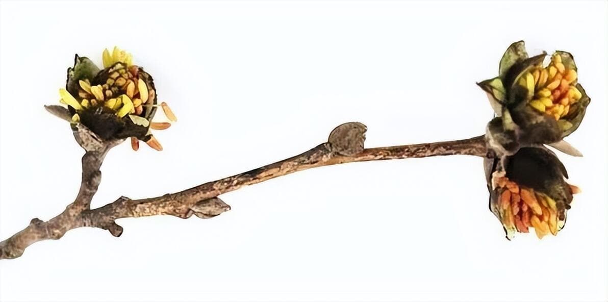 1500万年前的梅花什么样？福建漳浦琥珀中发现我国特有植物银缕梅