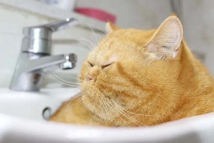 橘猫又胖又憨？这可能都怪橘猫里公猫更多