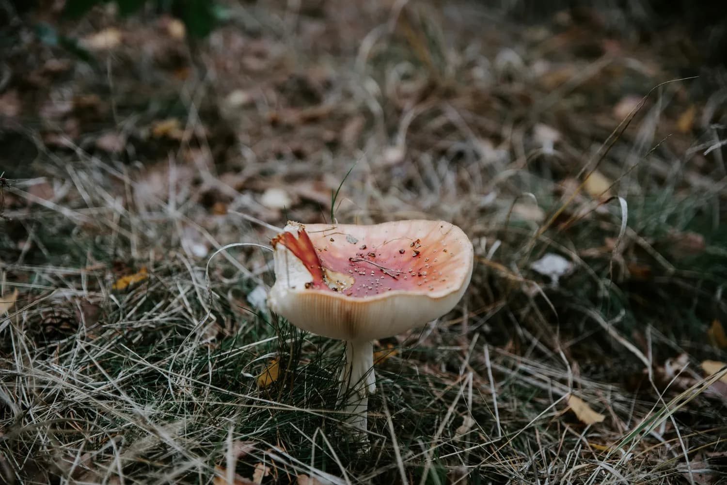 鹅膏菌中毒后，如何进行全面检查？