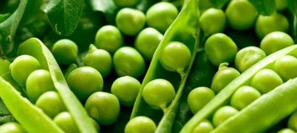 豌豆种植与生长全攻略（豌豆生长周期、最佳种植时间和注意事项）