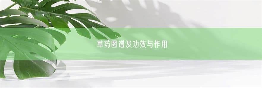 草药图谱及功效与作用