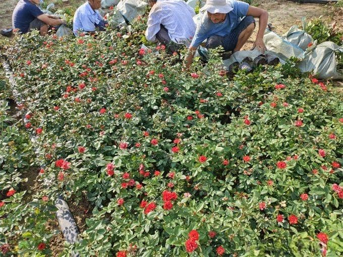 月季栽培用那种土好？土壤怎么配比改良？
