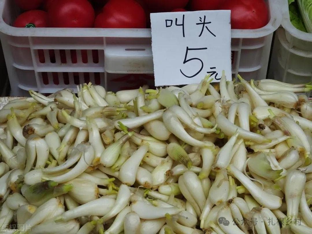 8种无需种子就能种的菜，超市买来的菜直接种，管理简单产量也高