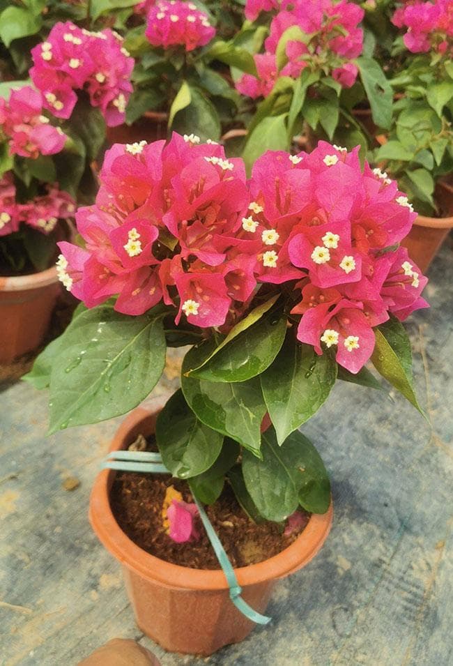 如何养三角梅四季开花？