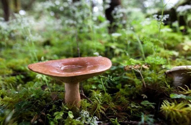 用银针、大蒜鉴别毒蘑菇的方法，靠谱吗？