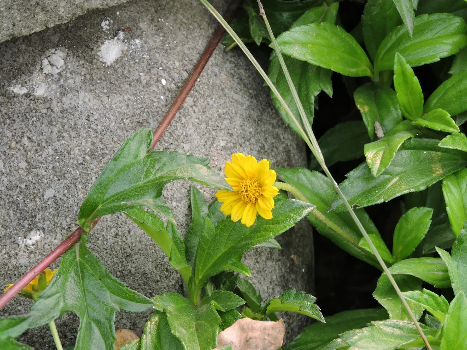 心叶日中花种植全攻略：扦插繁殖成活率高达90%