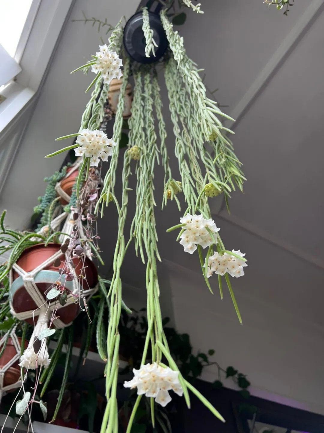球兰花怎样才能养才开花（球兰快速开花的小窍门）