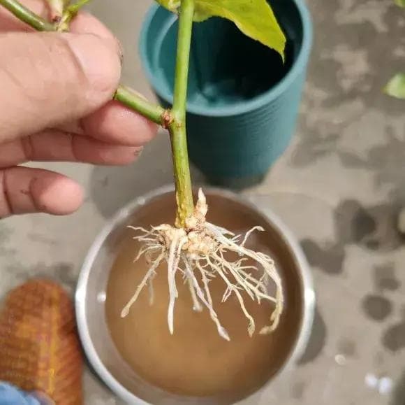 过期药片的神奇妙用：三种药物让花卉茁壮成长