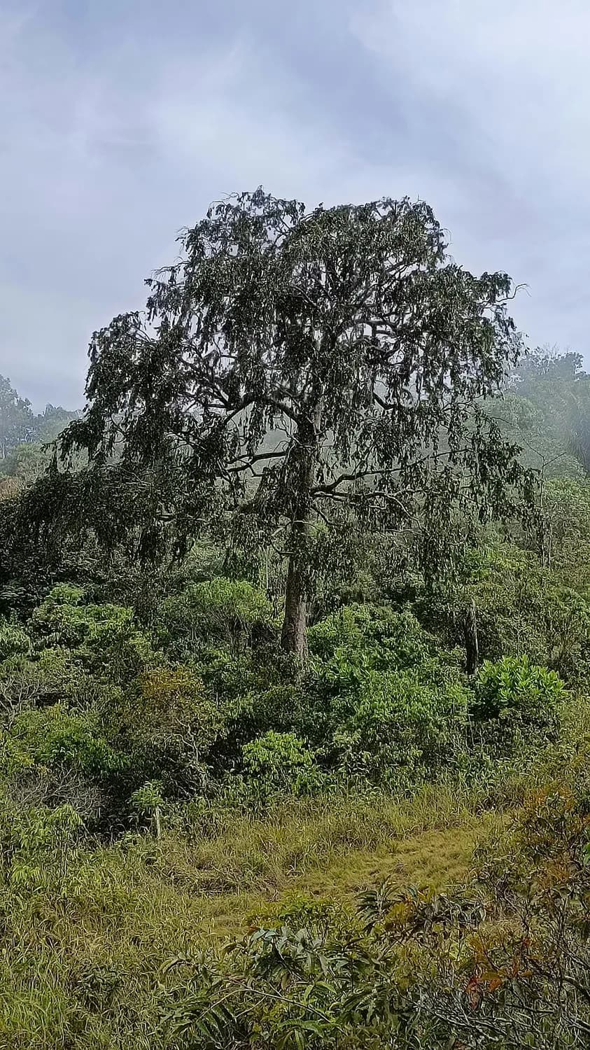 国色天香：桂花树的文化内涵与种植指南