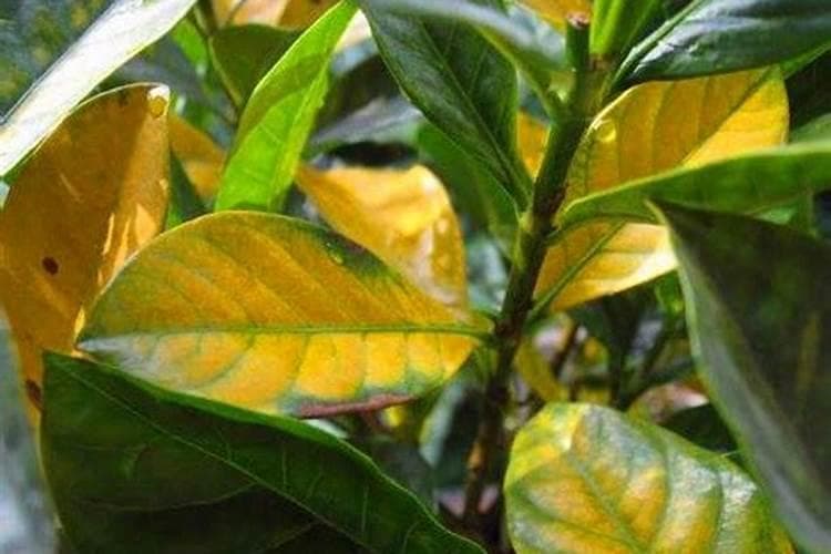 栀子花缺铁黄化病怎么办？7个实用防治方法让你的栀子花重焕生机
