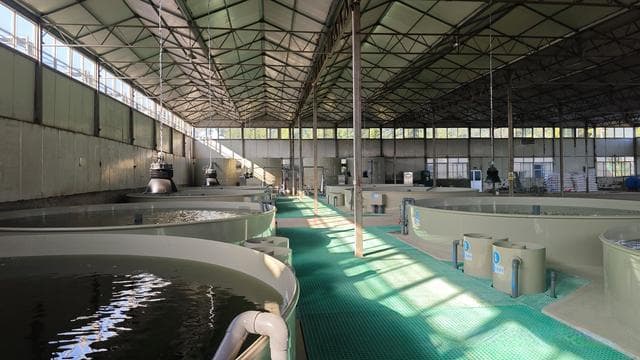 变废为宝：工厂化循环水养殖的鱼粪处理与资源化利用