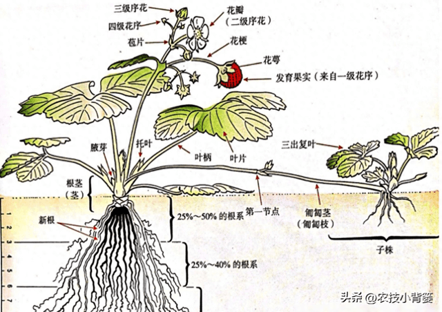 草莓花芽分化有规律、促花管理有技巧，五大促花技术要记牢