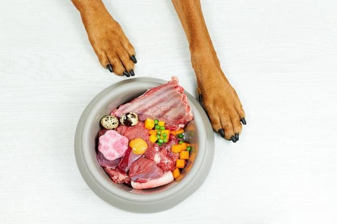 怎么选对狗粮？生食、自制还是干粮