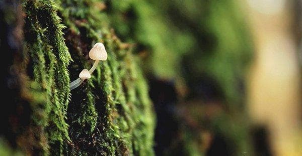 新手如何打造完美鱼缸景观：详细步骤与实用技巧