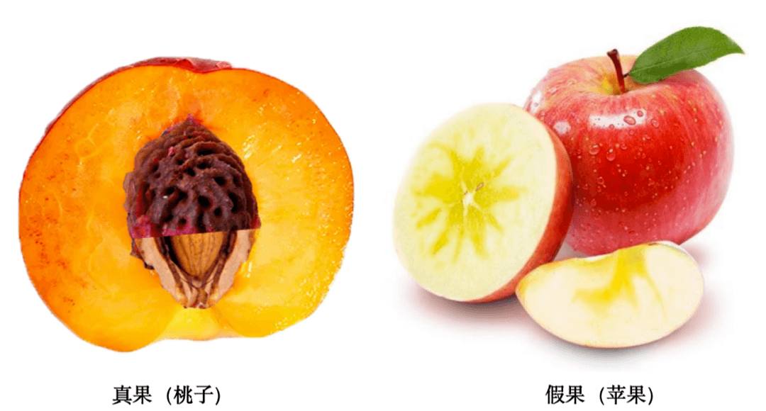 认识植物的果实
