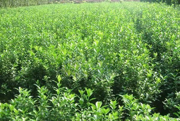 南天竺在嘉兴地区的种植指南及绿篱地被植物推荐