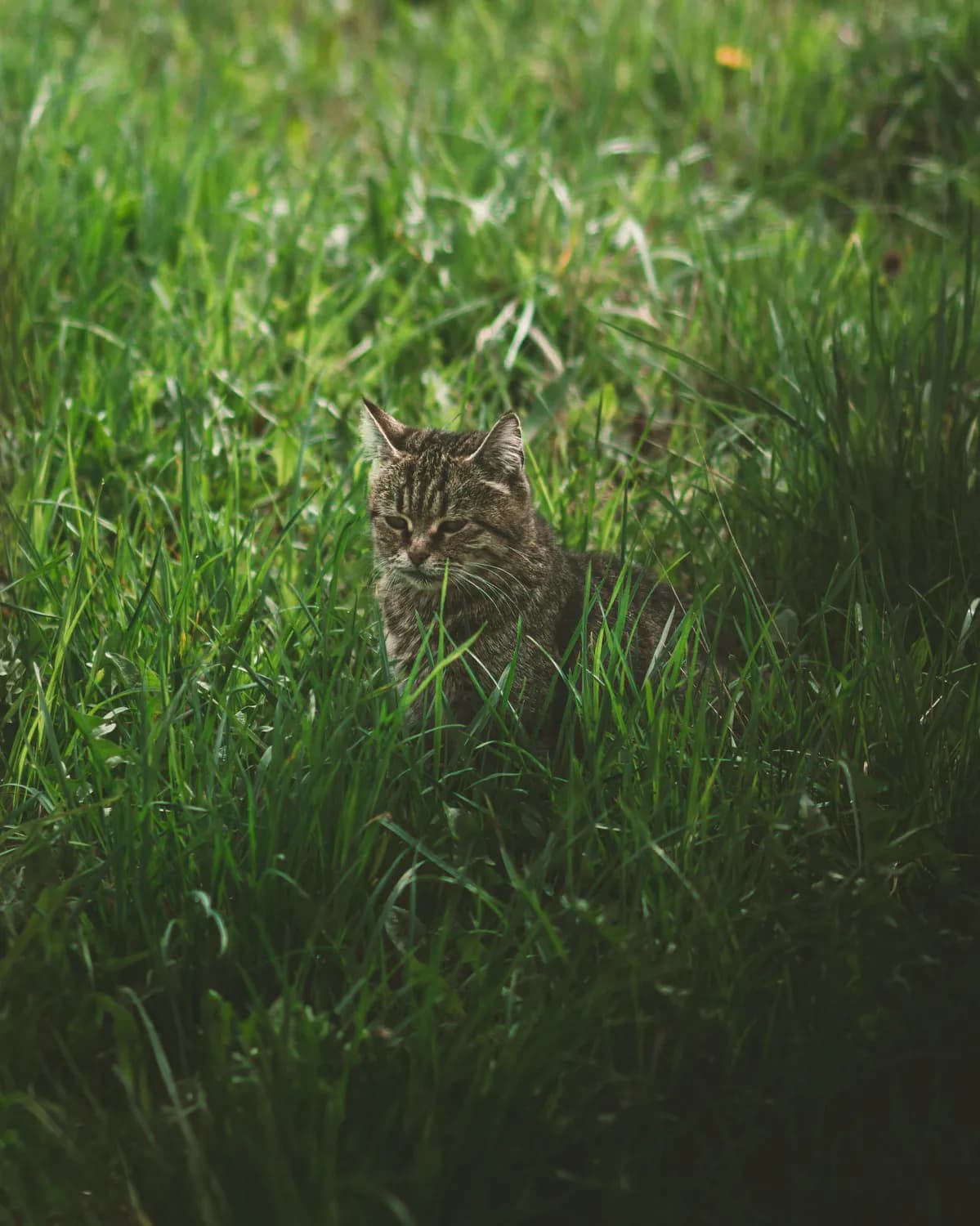 用社交媒体找回走丢的猫咪：实用指南