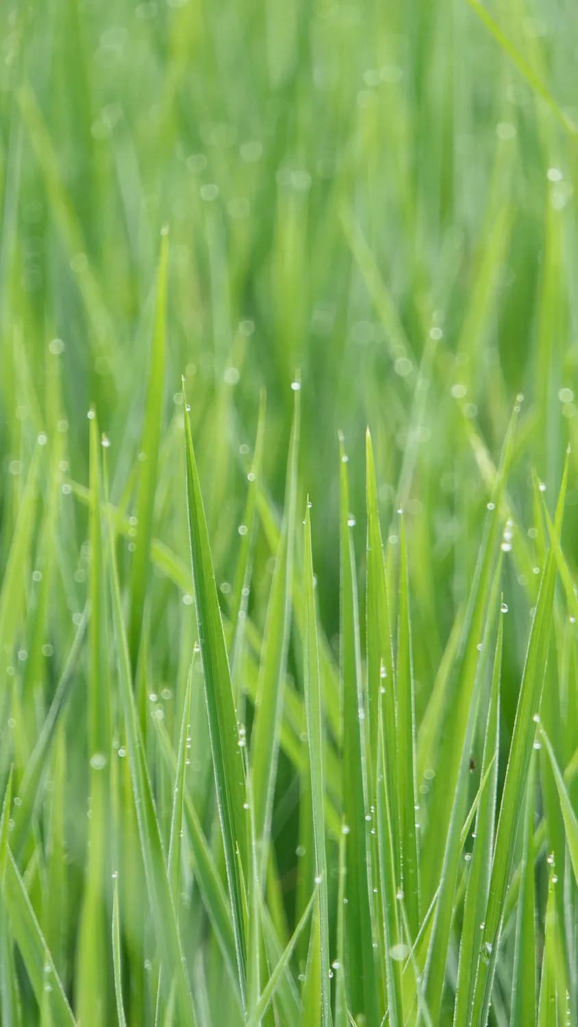 雨水节气防倒春寒，孙思邈教你养生妙招