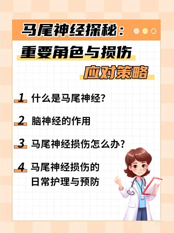 马尾神经探秘：重要角色与损伤应对策略