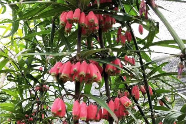 滇黄精种植施肥指南：从原则到时间的全面解析