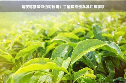 隔夜莓茶是否仍可饮用？了解详细情况及注意事项