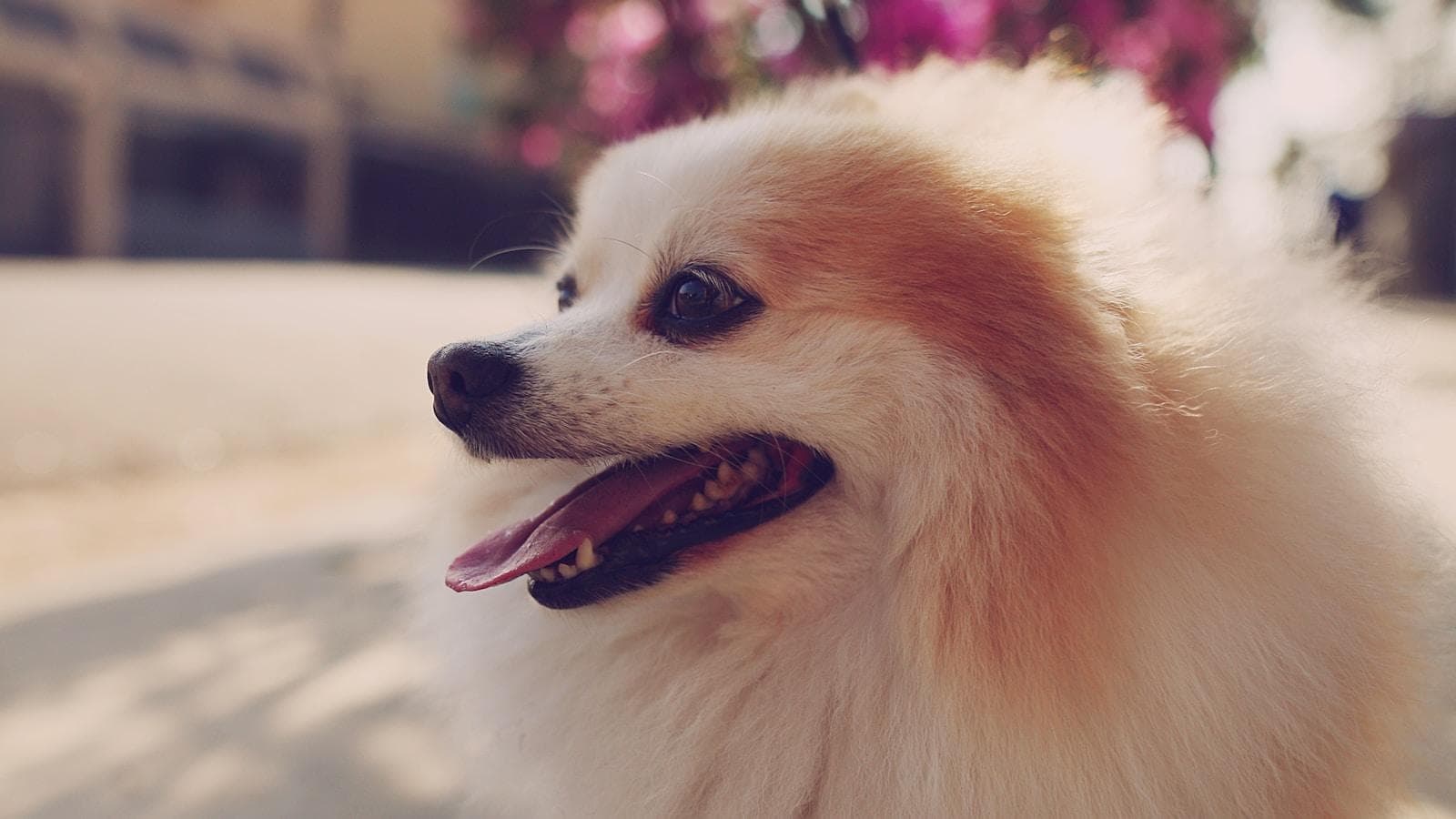 博美犬为什么会泪痕很重