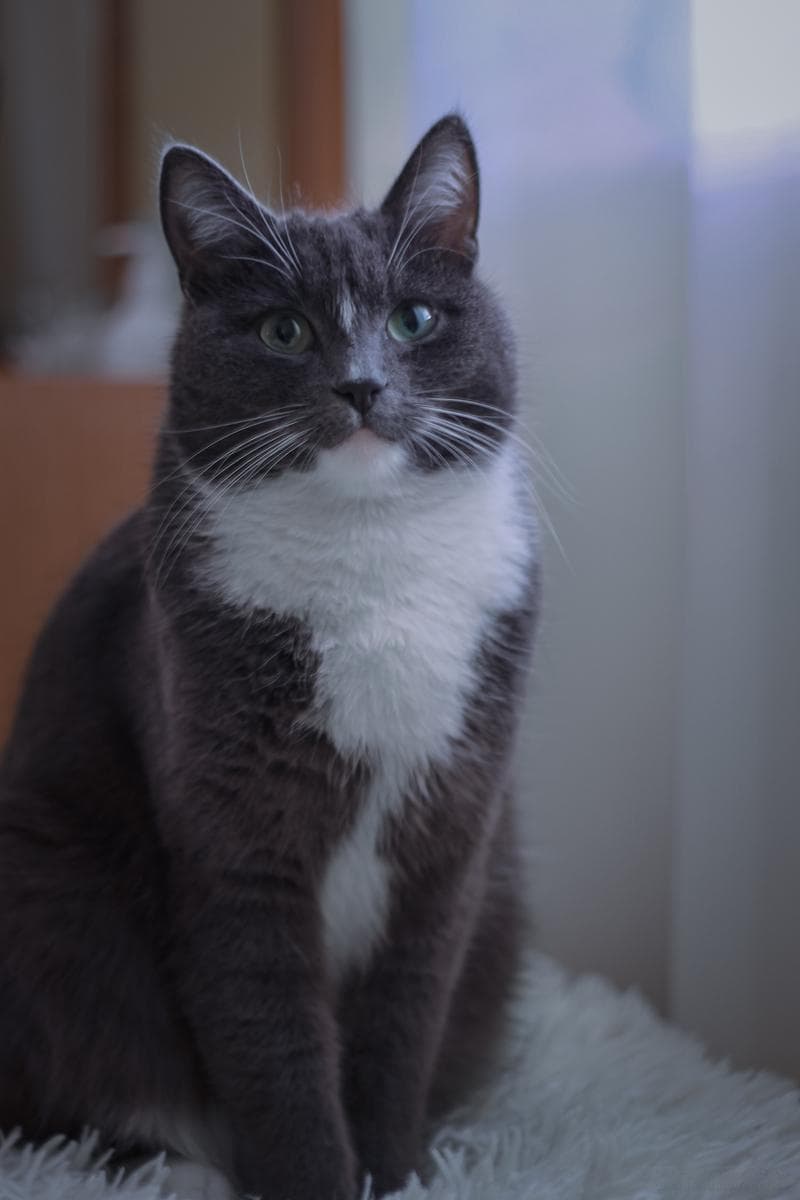 喵星人的寿命之谜：猫的平均寿命究竟有多少？