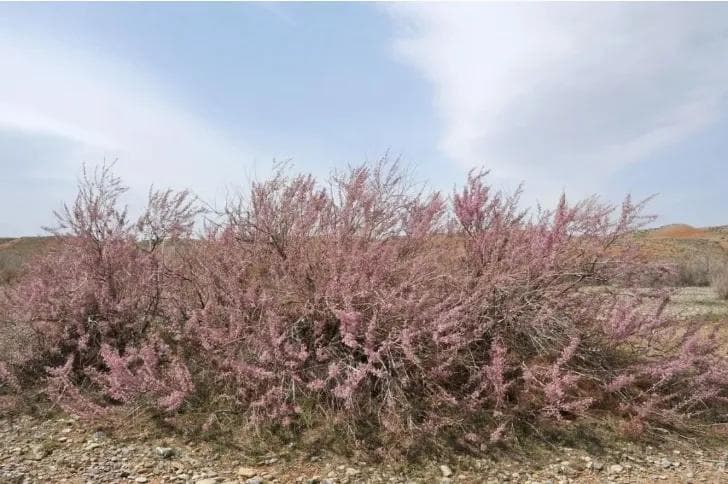 揭秘新疆特有野生蘑菇"苇菇"：沙漠中的独特生存智慧
