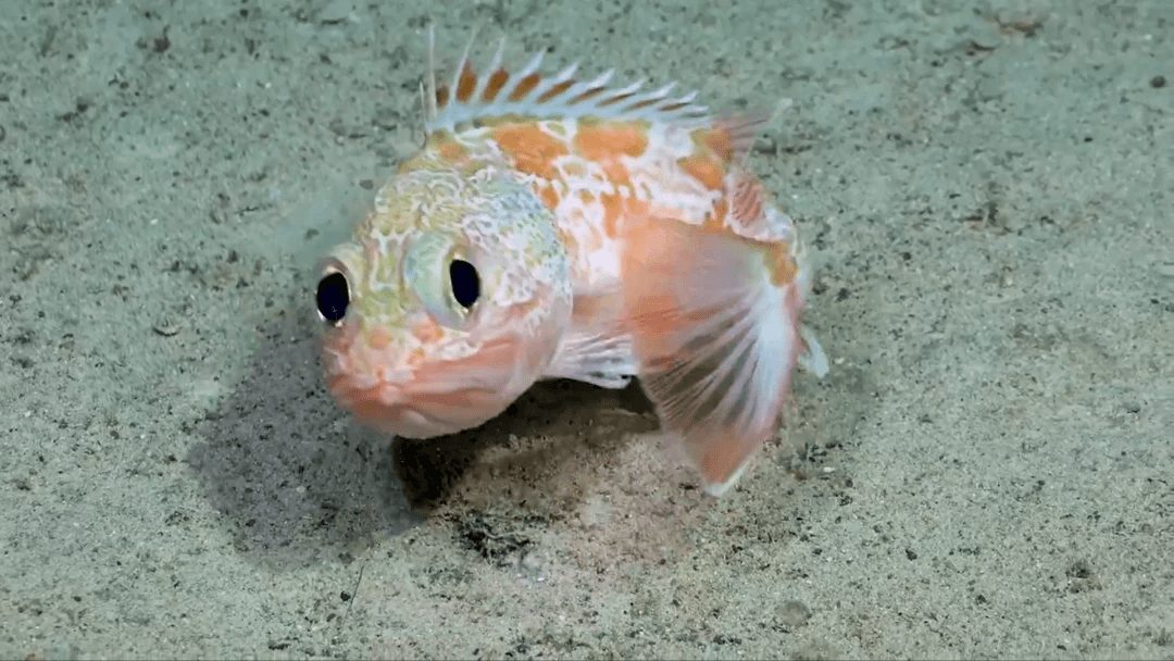 从鱼肠到化妆台，海洋细菌产物或将引领护肤抗皱新潮流