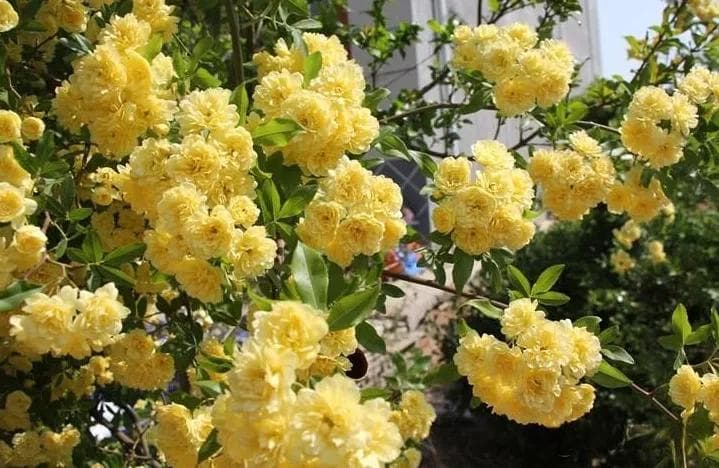 院子里少不了的 5 种“爬墙花”，既耐旱又耐晒，繁花似锦一大片，养成老桩更出色