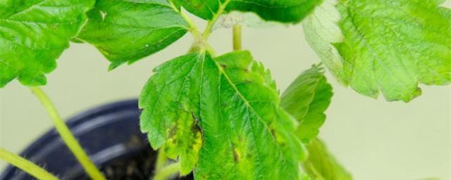 草莓种子催芽方法五种，直接播种效果如何？