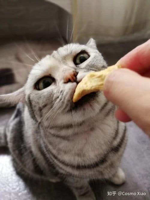 猫卡鱼刺，宠物医院可自愈
