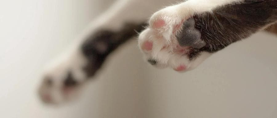 我花8000元，买到一只后院猫