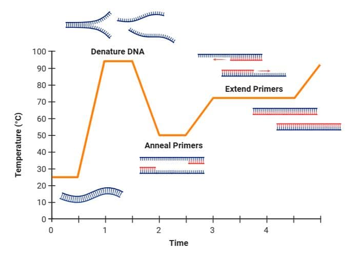 一文帮你理清PCR！