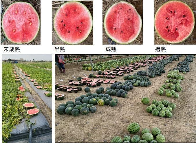 西瓜熟了没？AI助力精准判断西瓜成熟度