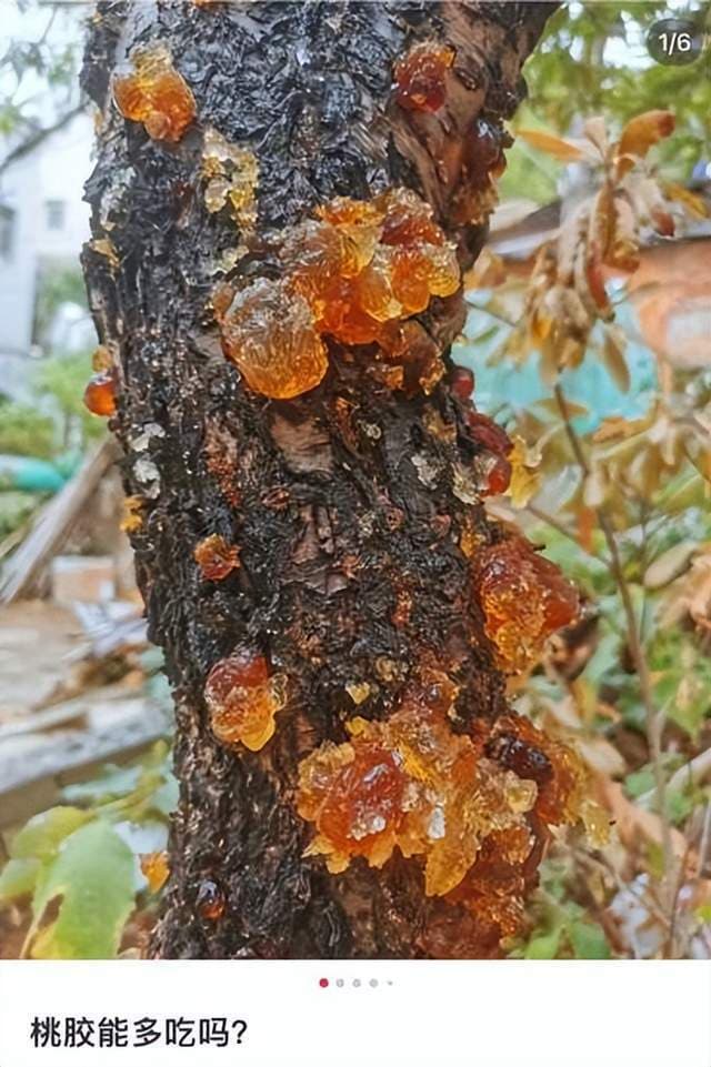 路边桃树上的桃胶能吃吗？专家建议：不要采、不要吃！