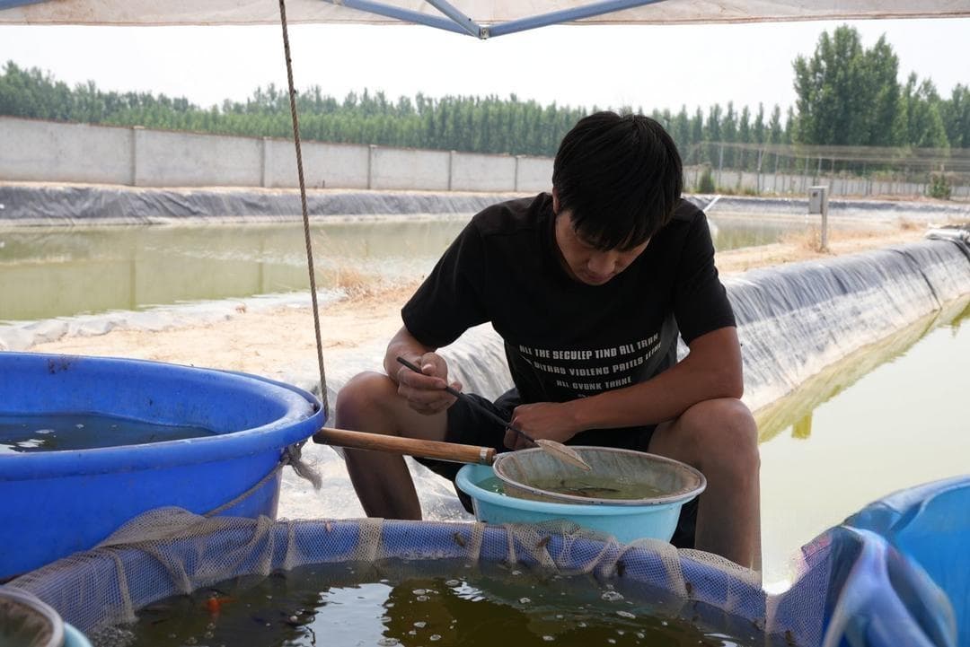 高唐锦鲤万里挑一，销售火爆“游”向全国各地