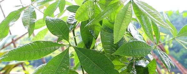 发财树叶子有点黄了怎么办（轻松解决黄叶的技巧）