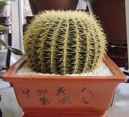 室内仙人球用什么土养最好？土质选择对生长的影响？