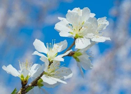 白色桃花是什麼品種 白花桃開花顏色及品種介紹