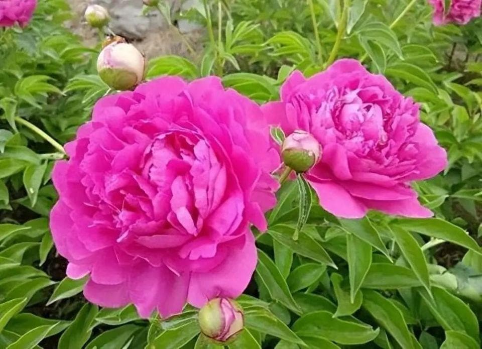 八首古诗里的芍药：从“花相”到“五月花神”的诗意绽放