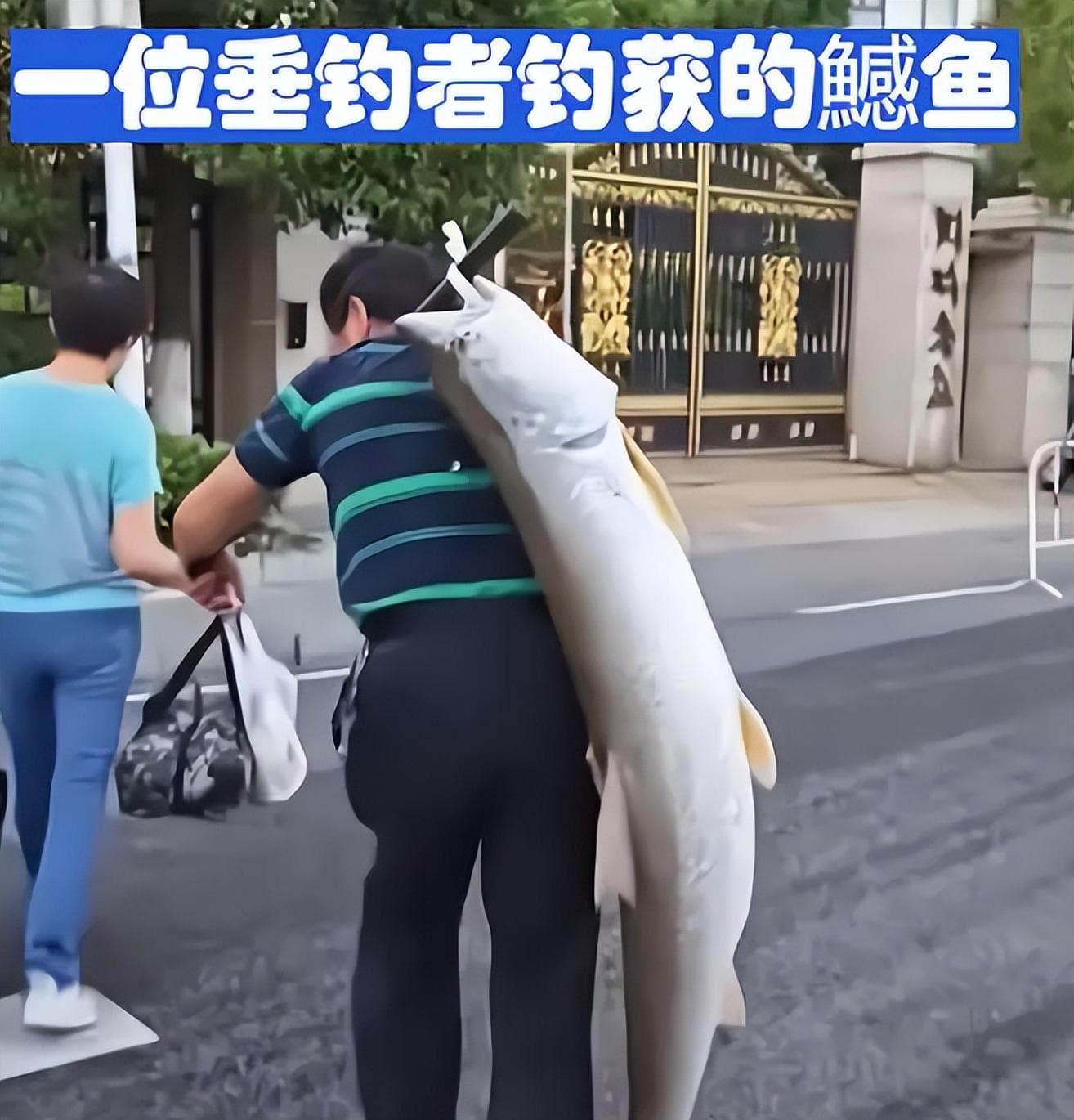 长江禁渔4年后，两米长的鱤鱼随处可见，专家：建议推行泥鳅钓