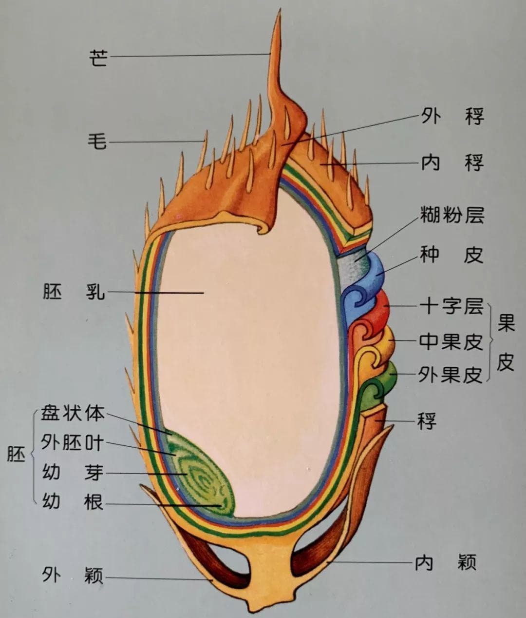 稻谷的结构与营养