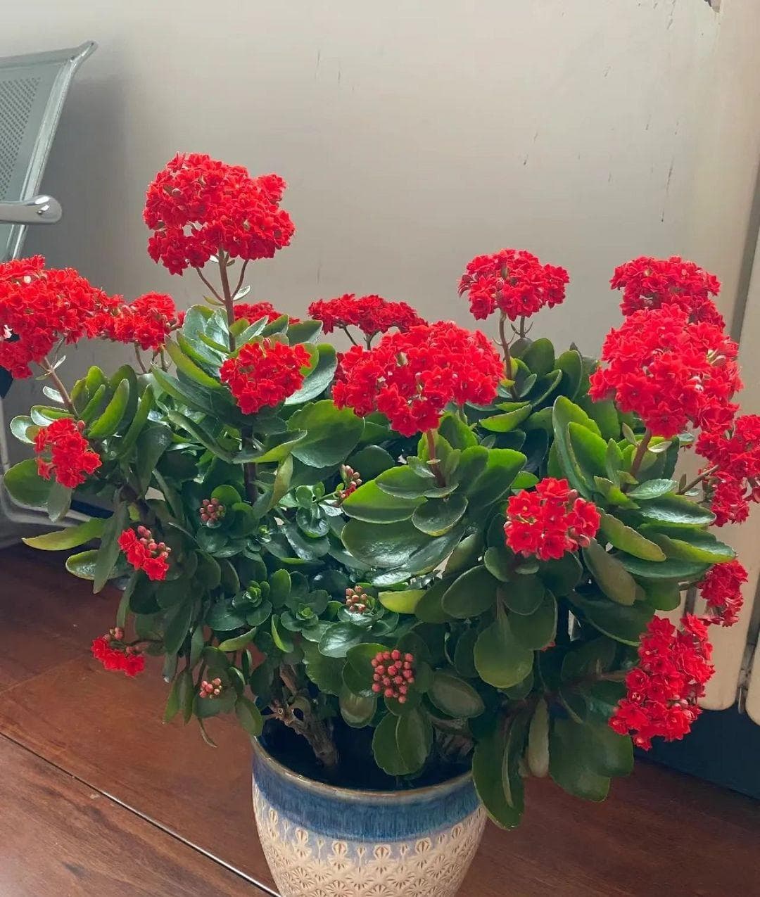 这6种花，晚上制氧气，卧室养一盆，从此不失眠，夜夜睡眠好！