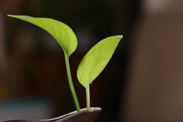 绿萝的功效和作用以及寓意（家庭种植绿萝：方法、注意事项及好处）