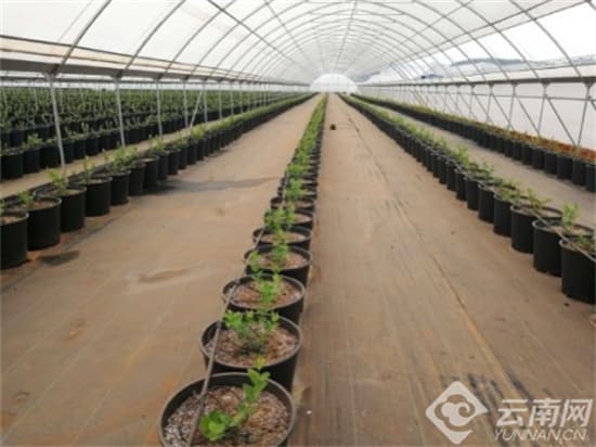 云南省农科院高山所：科技赋能 实现蓝莓周年生产